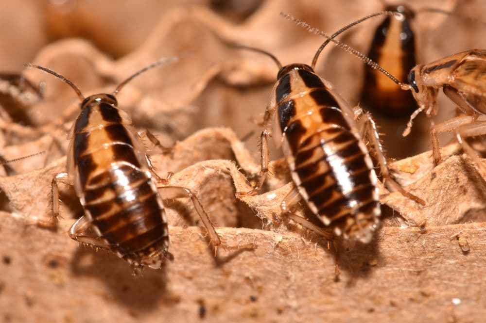 Termite Lawn and Pest