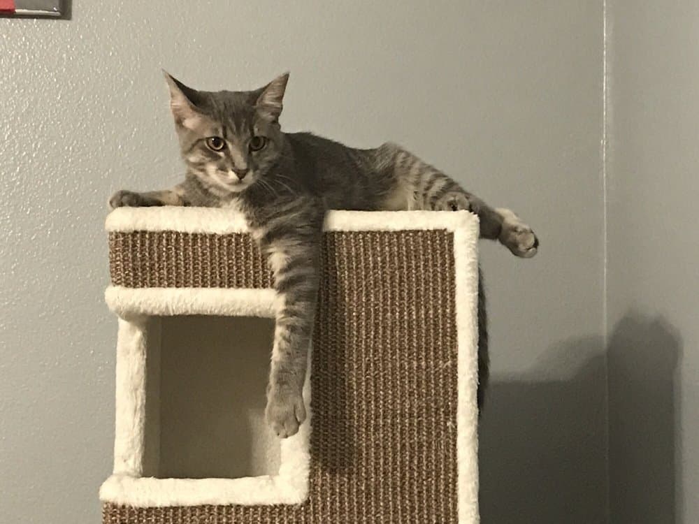 St. Francis Society Animal Rescue