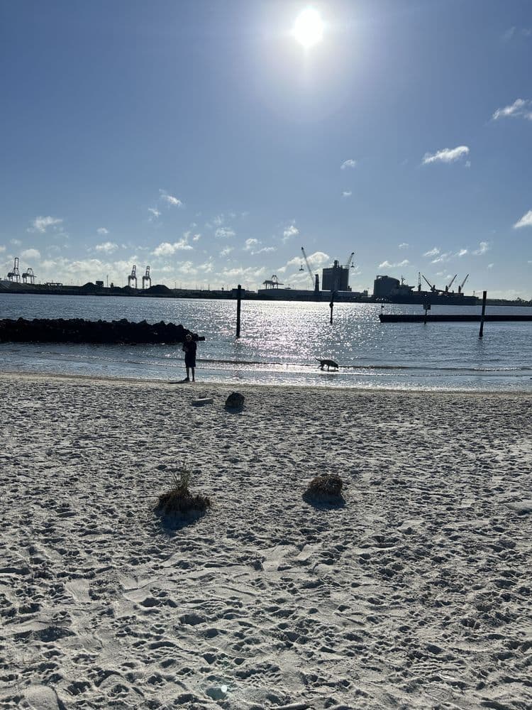 Davis Island Dog Beach