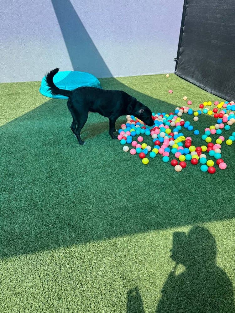 Bay Paws Pet Resort
