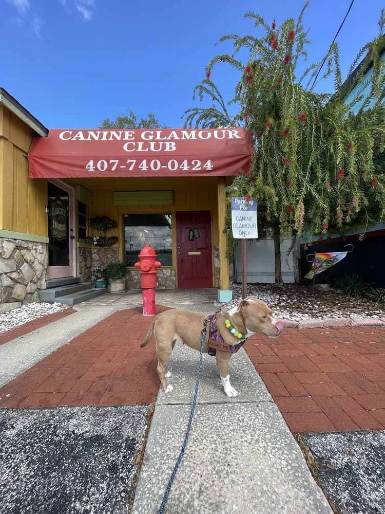 Canine Glamour Club
