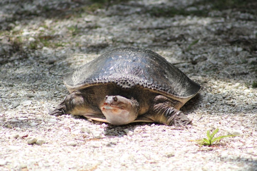 Everglades Day Safari