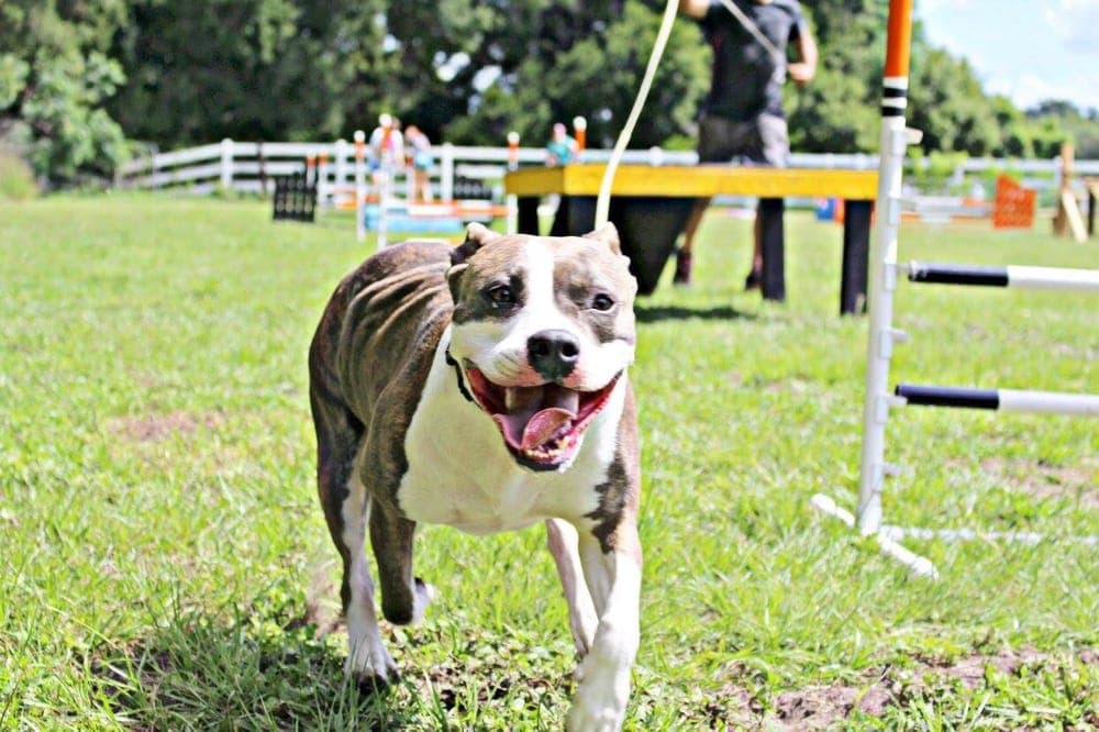Natural Instinct Dog Training