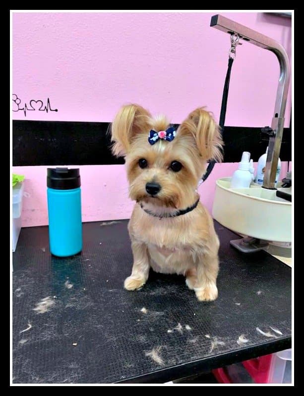 Kristine's Loving Hands Pet Salon