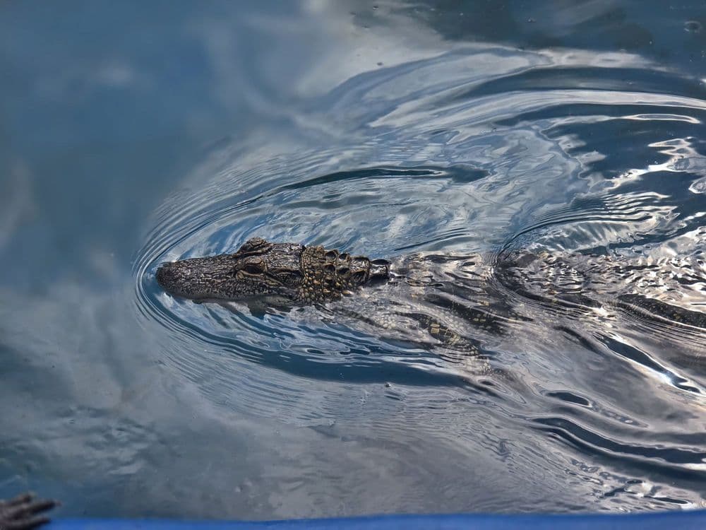 Gator Spot