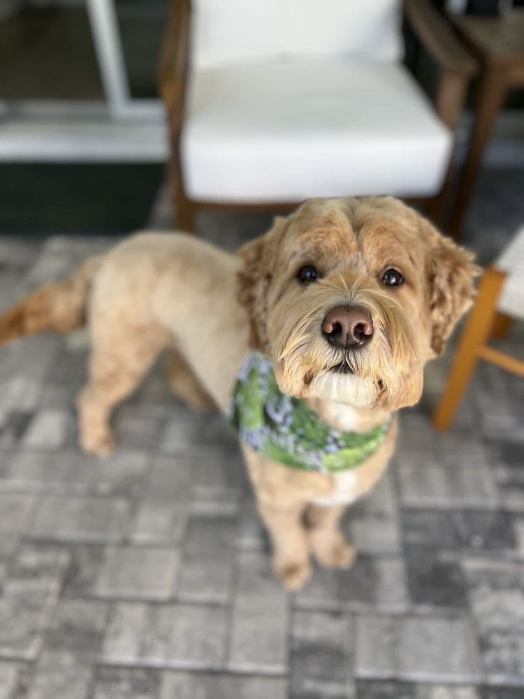 Zen Dog Grooming And Boutique