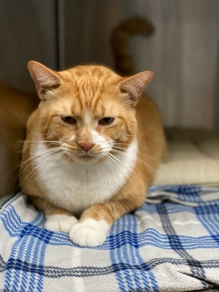 Country Club Animal Hospital