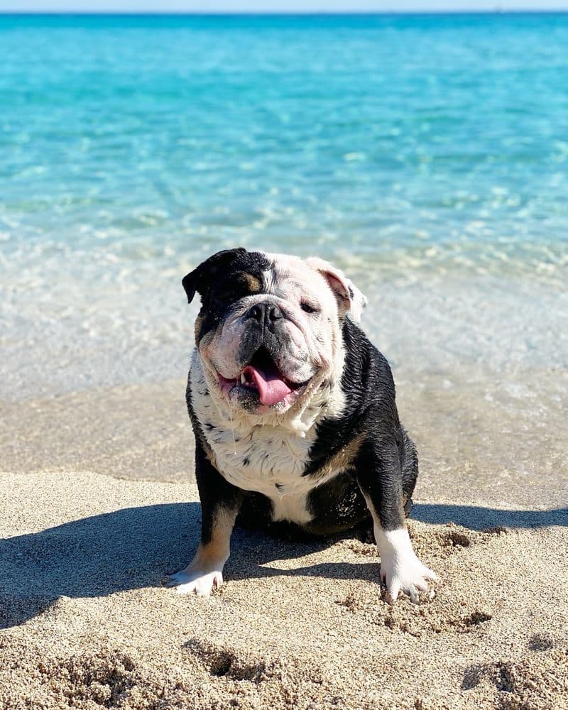 Biscayne Veterinary Center