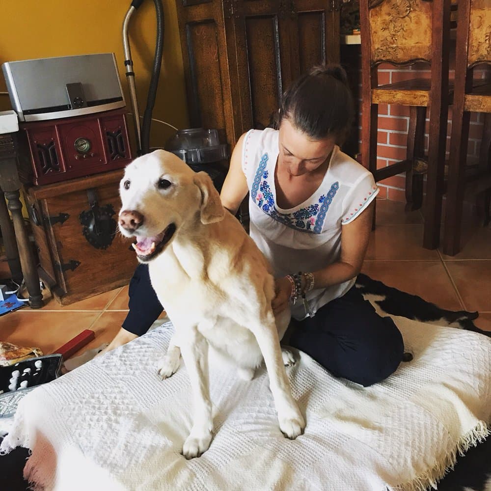 Pet Healerology