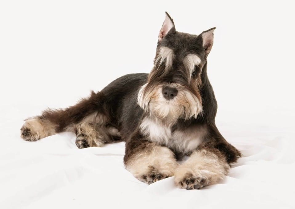 Piccadilly Pet Salon