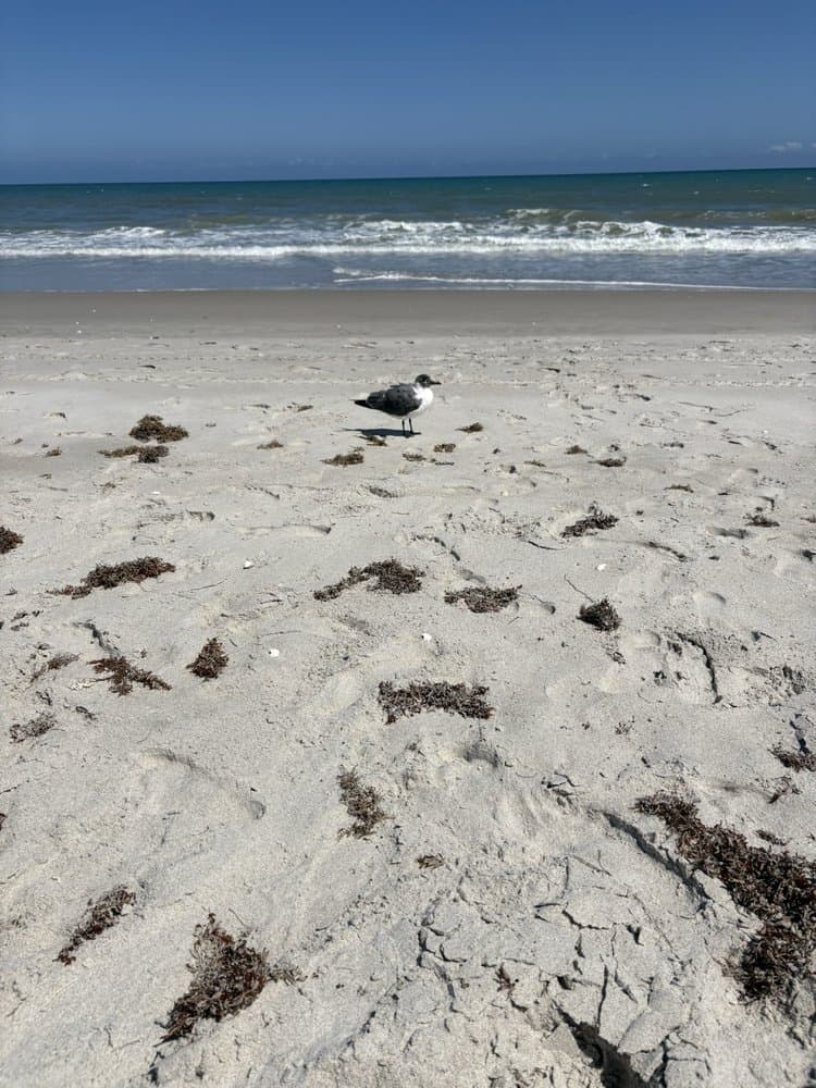 Satellite Beach