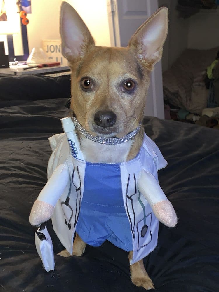 Premium Vet Care