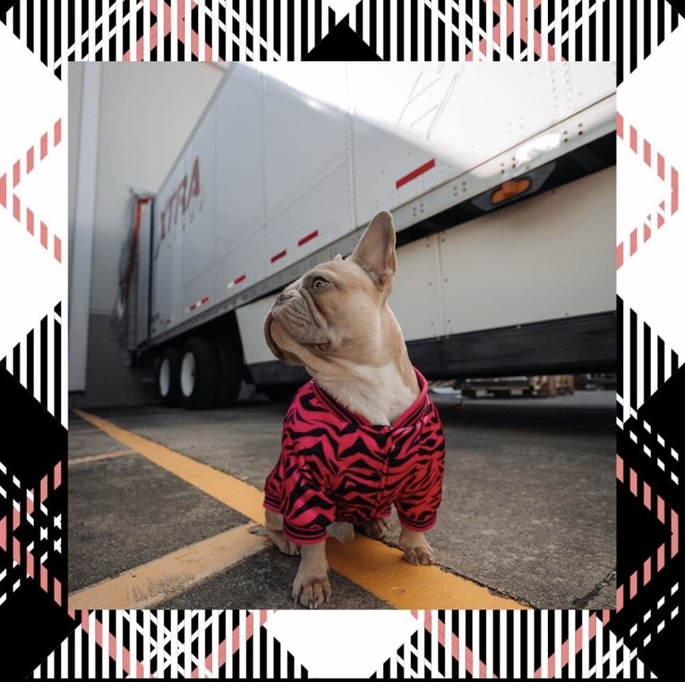 Gigi's Divine Doggie Service