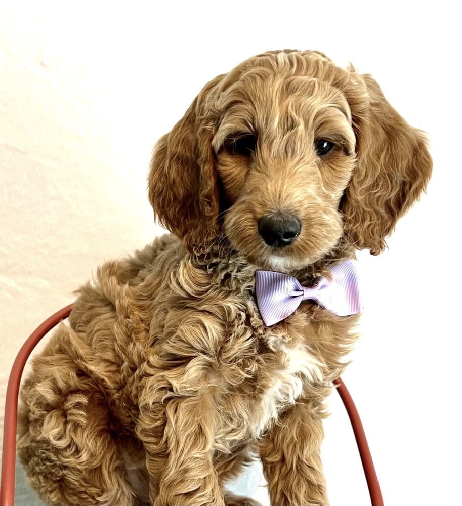 A Place of Grace Puppies