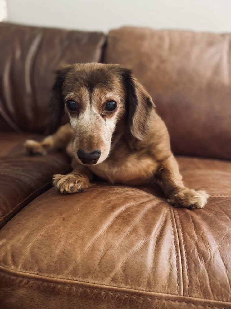 Running Paws Pet Services
