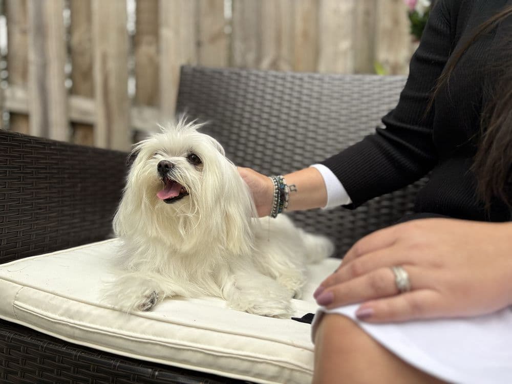 Lulu Pet Care