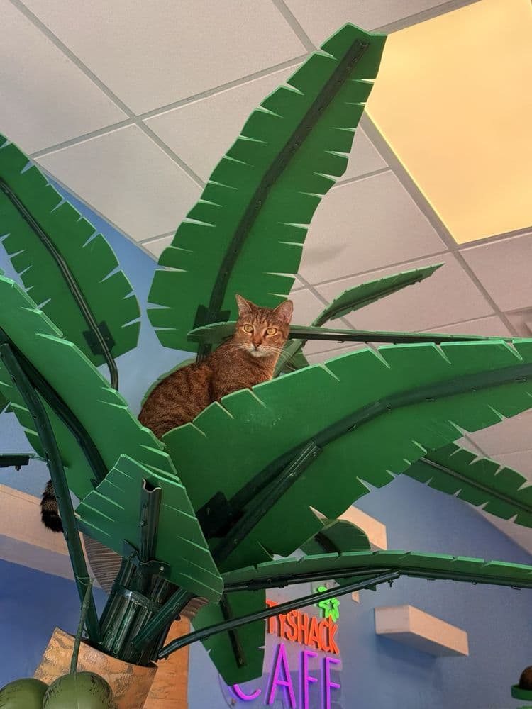 Cattyshack Cat Cafe