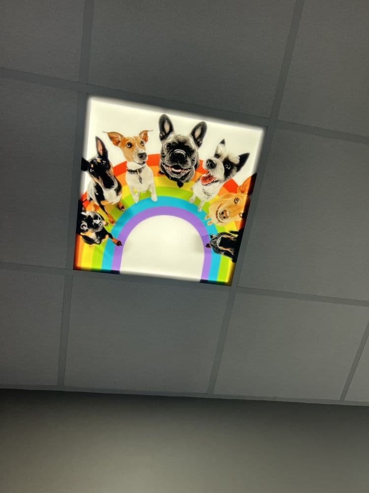 Resting Rainbow