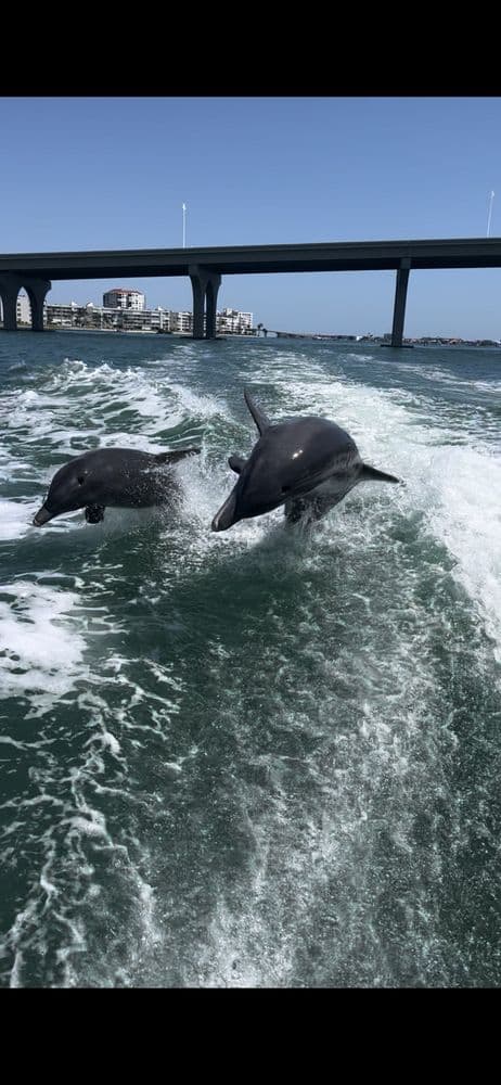 Dolphin Snorkeling Cruise