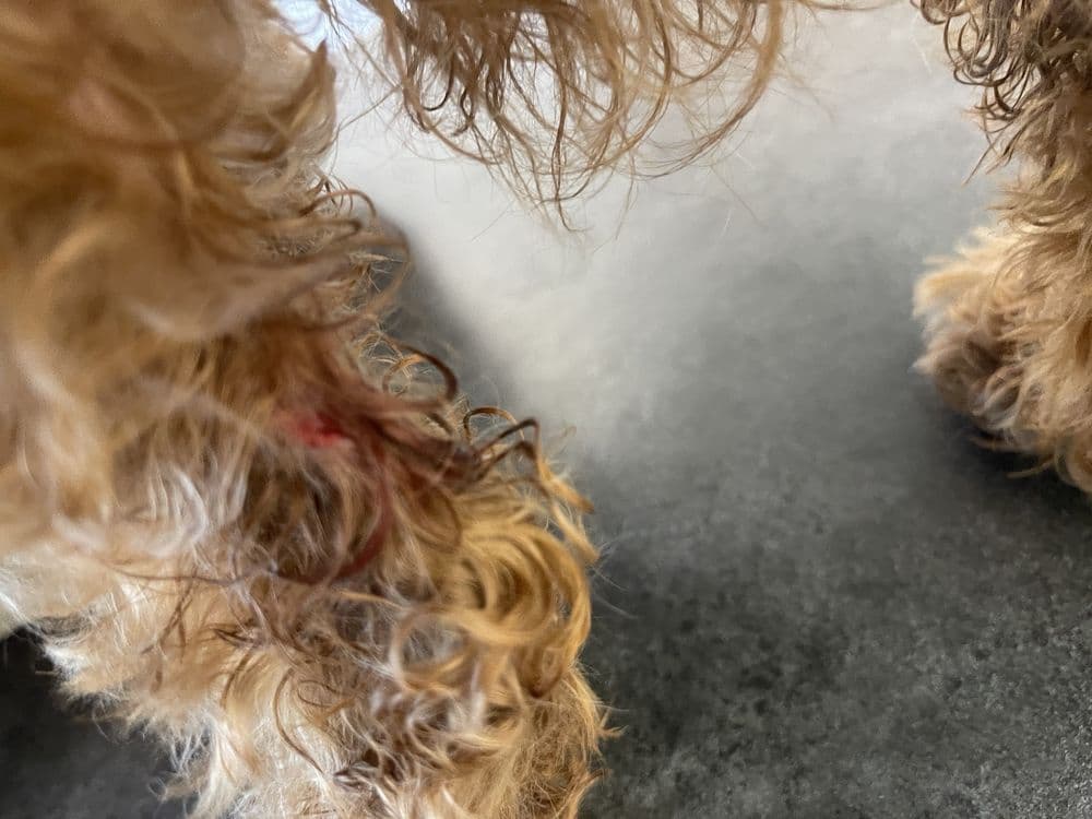 Miami's Pet Grooming