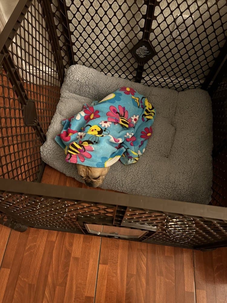 Edgewood Pet Sitter