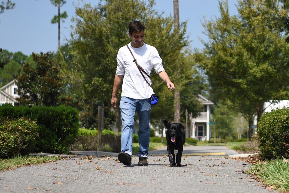 Ramblin Rovers Canine Behavior Services