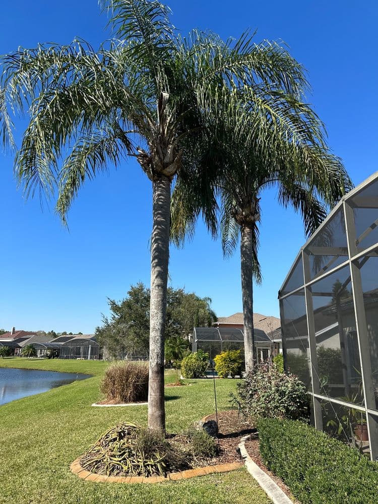 Pro Everlasting Lawn Care Service
