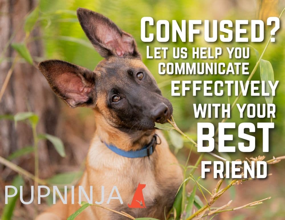 PupNinja Dog Training