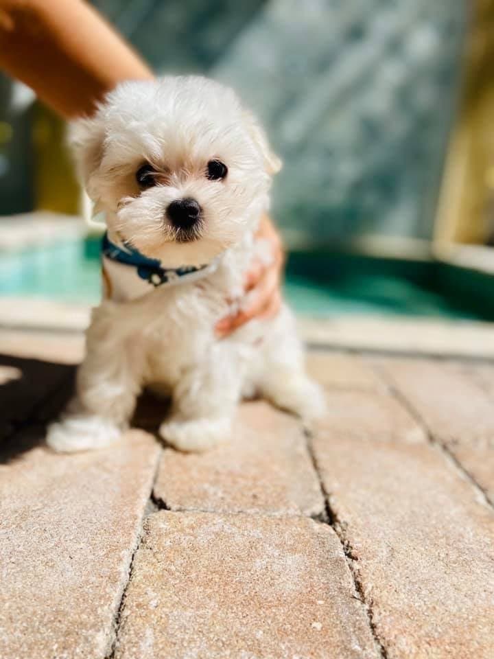 Lil Rascals Puppies