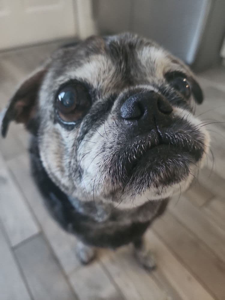 PAWSitive Vibes Pet Care Services