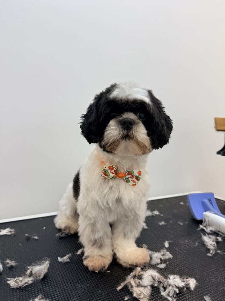 Bubbles Pet Spa