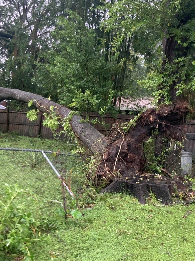 Competitive Tree Service