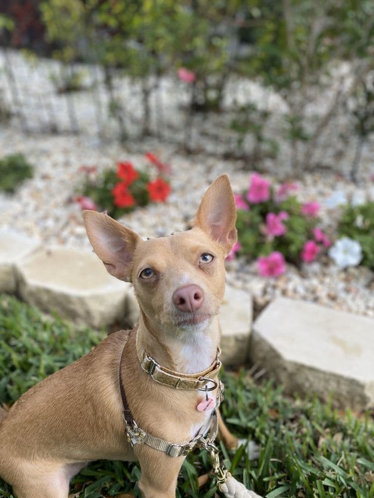 South Tampa Dog Walking & Pet Sitting