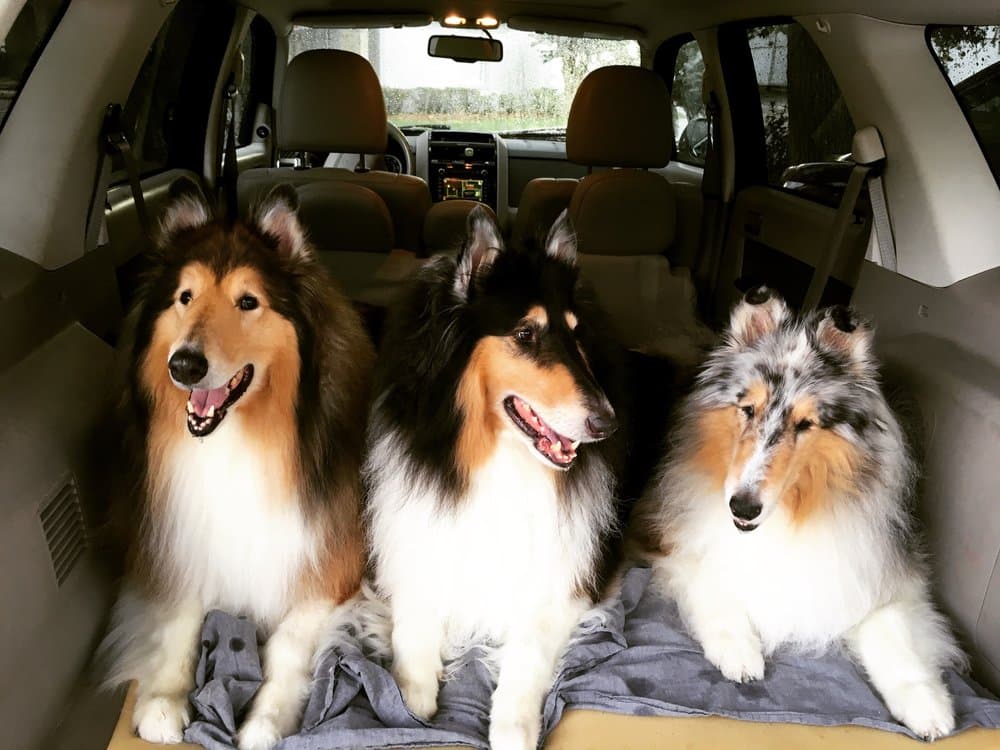 Four Paws Orlando