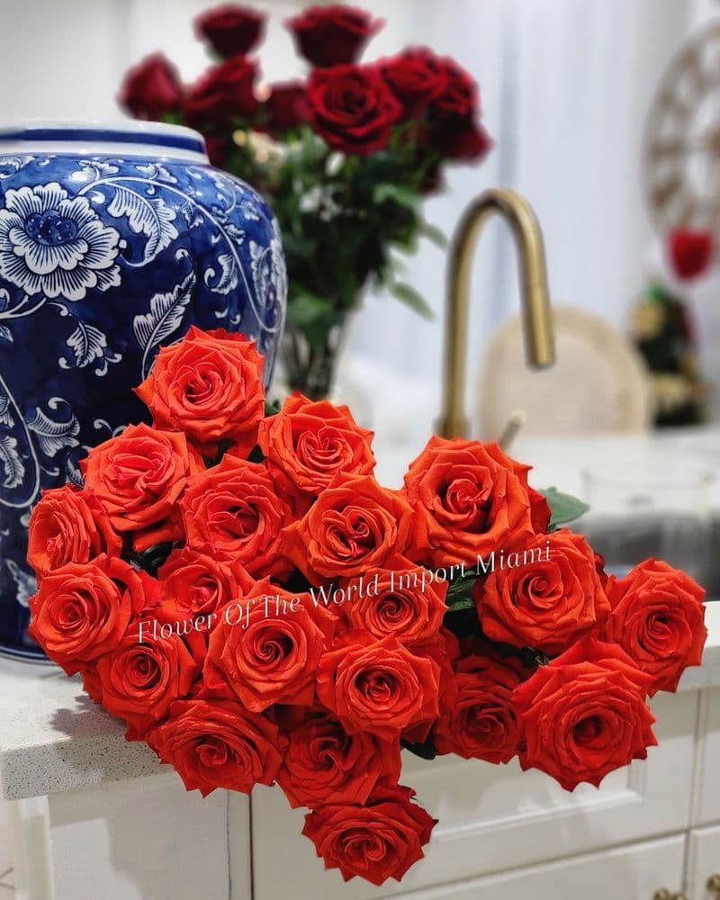 Flower Of The World Import