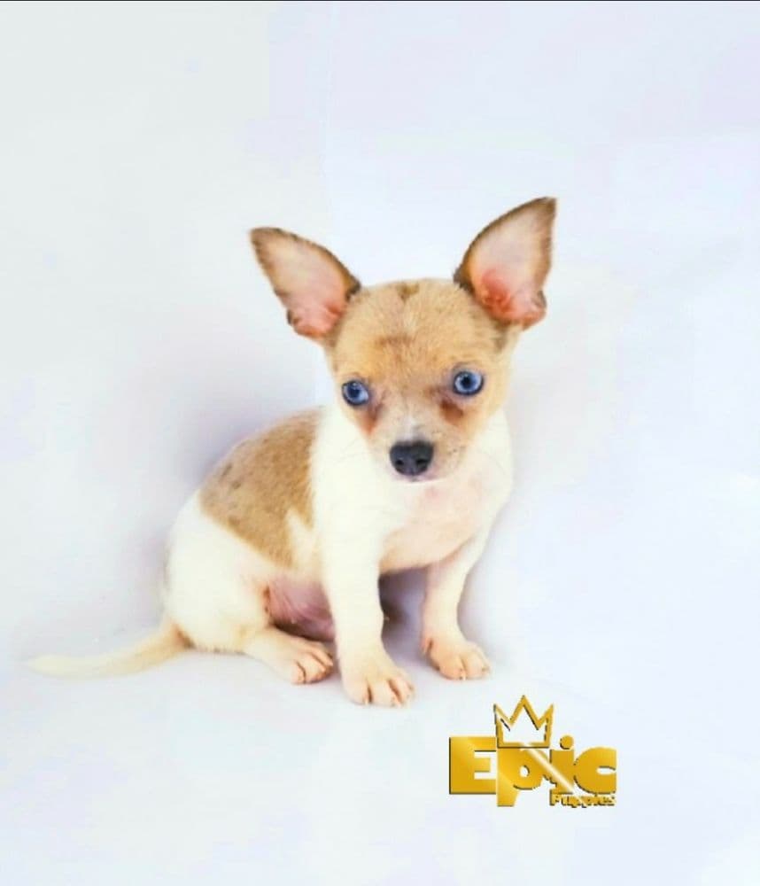 Epic Puppies