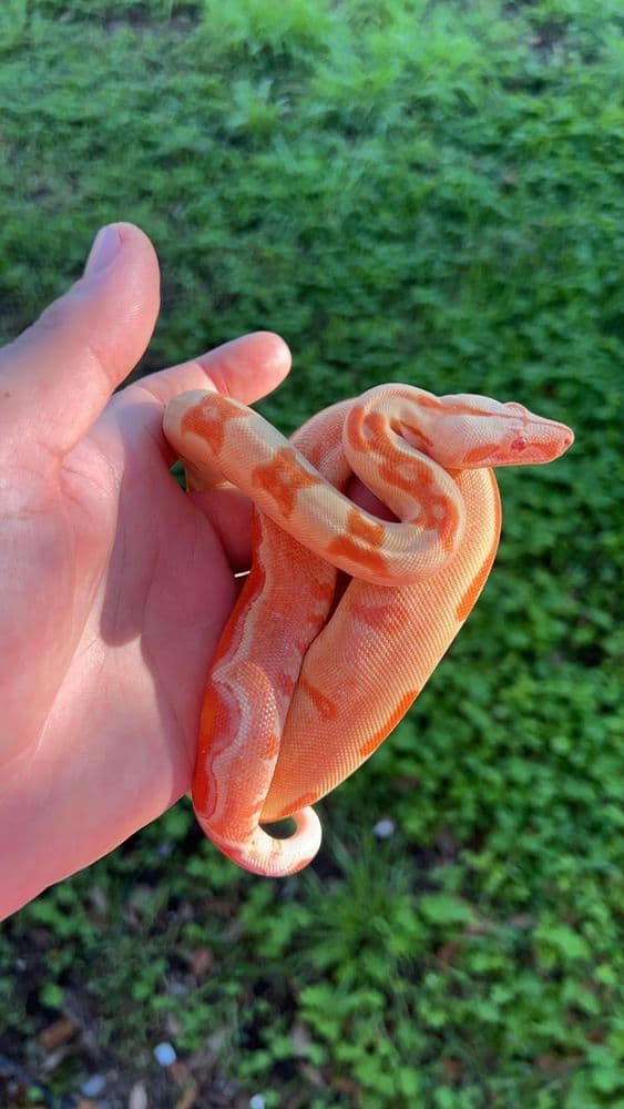Fire Horse Exotics