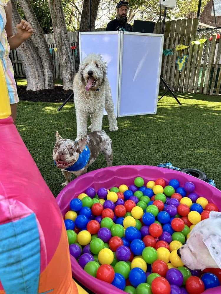 South Miami Dog Park