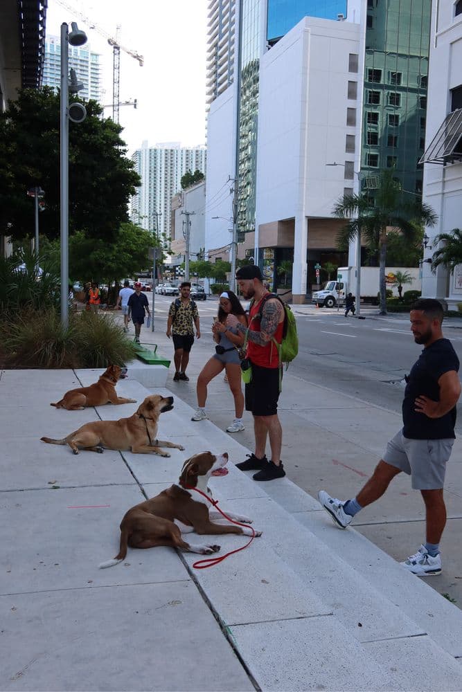 A Misfits Tail Floridas Premiere K9 Training | Board-In Services