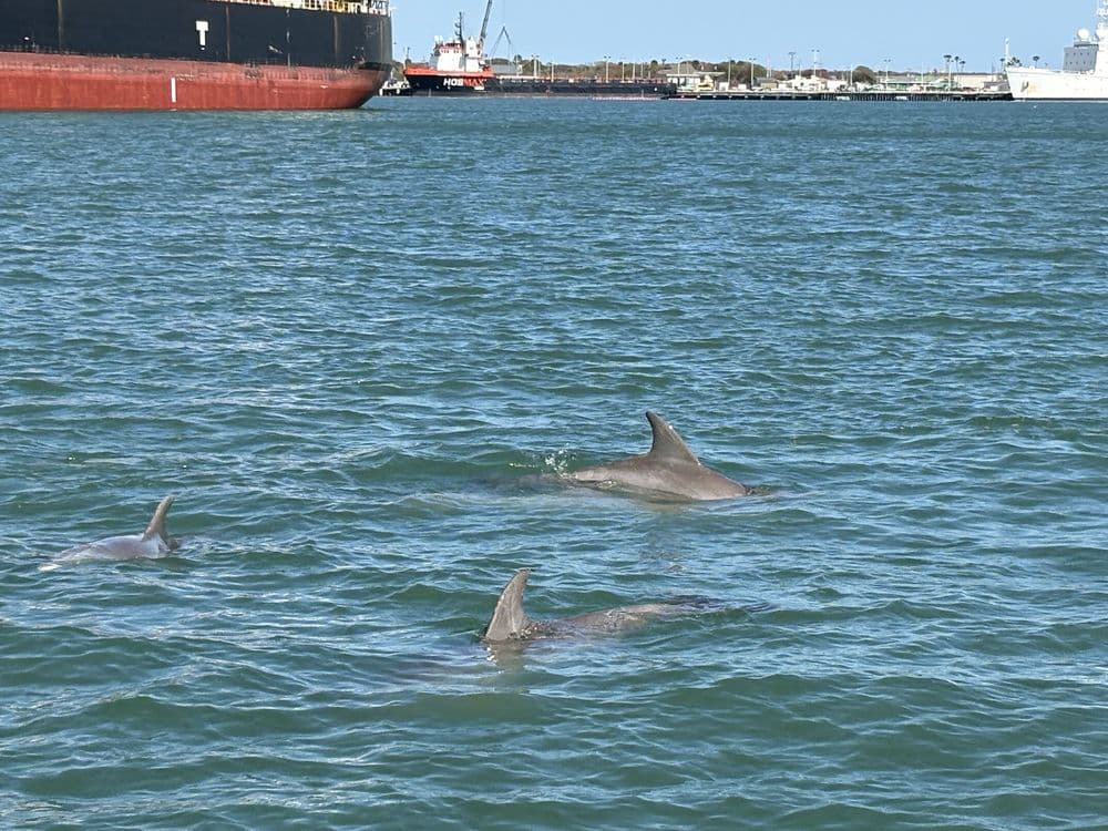 Space Coast River Tours