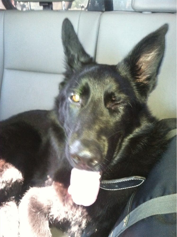 East Orlando Animal Hospital