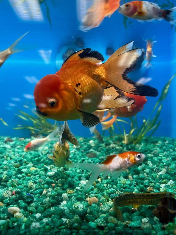 Pet Supermarket