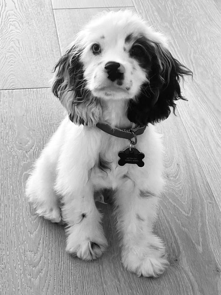 Woof Gang Bakery & Grooming North Palm Beach