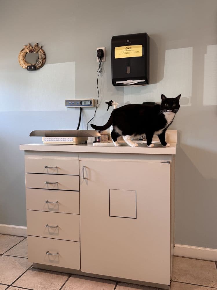 A Cat Clinic