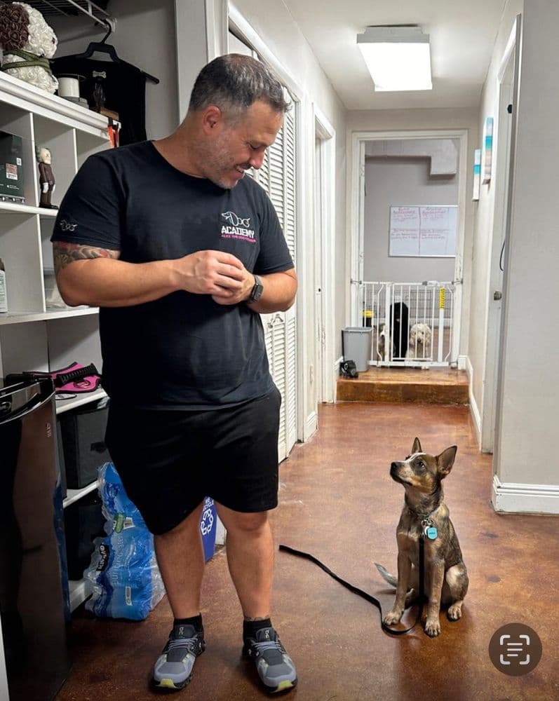 iDog Academy