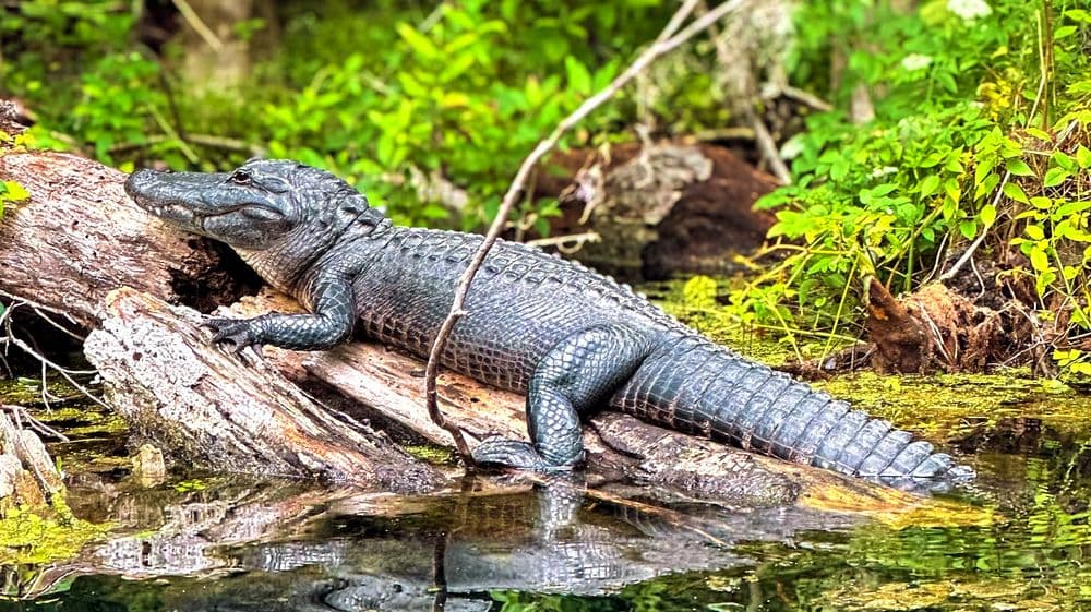 Otter Paddle Orlando - Silver Springs
