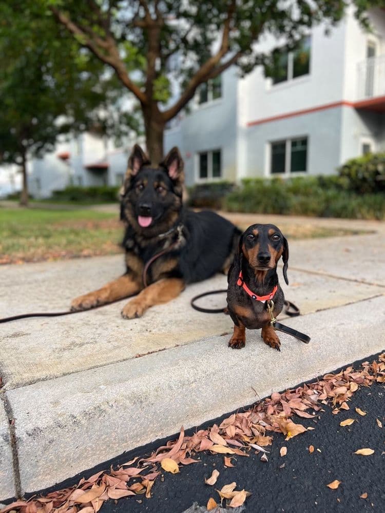 Unleash'd K9