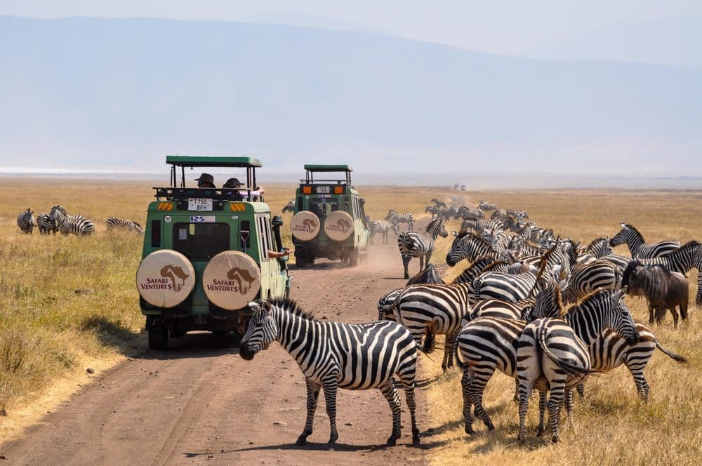 Safari Ventures