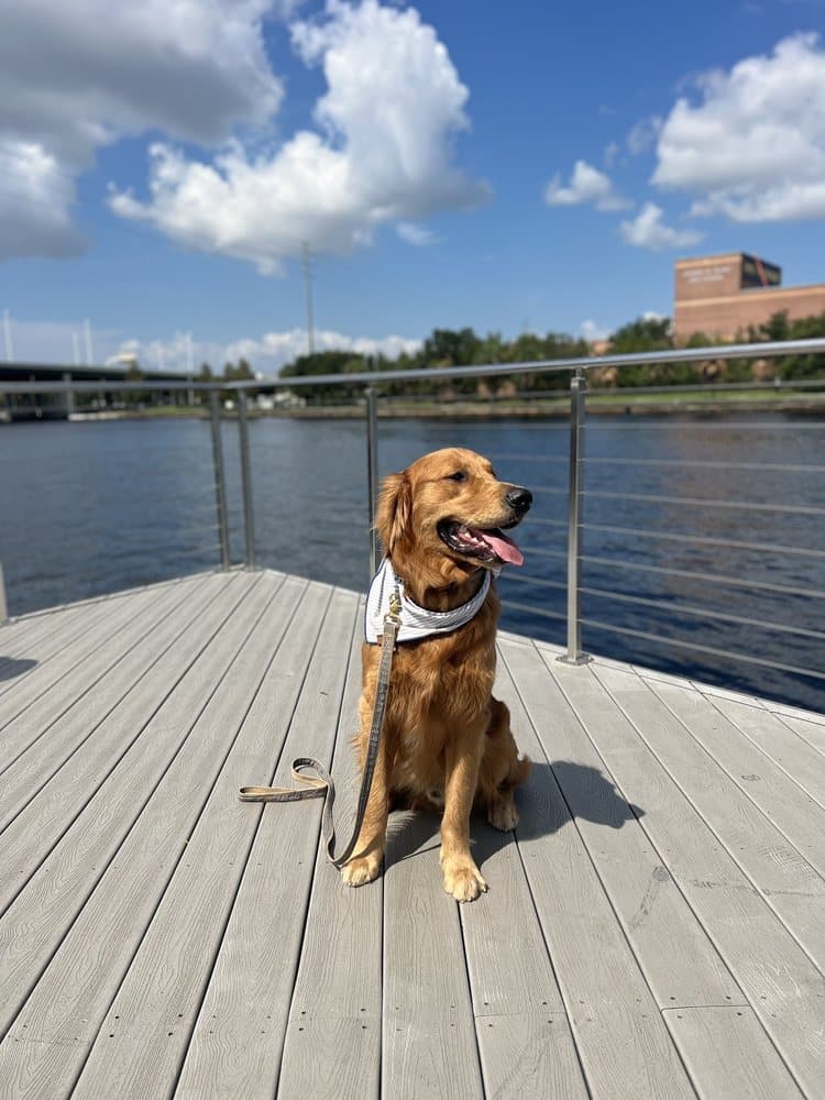 Ridgeside K9 Tampa