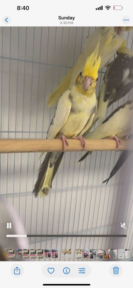 Lamadrid Pet Shop